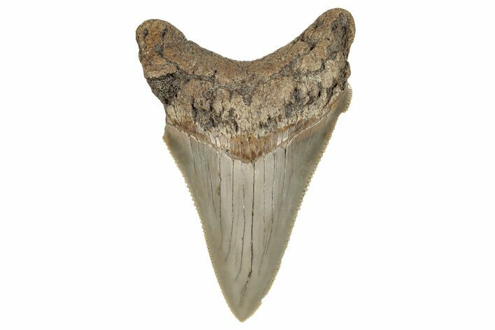 Serrated Angustidens Tooth - Megalodon Ancestor #269960